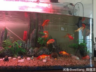 lianglai是什么魚缸品牌lianglai是什么魚缸品牌（laguifa魚缸什么牌子）：laguifa,是一個魚缸品牌嗎