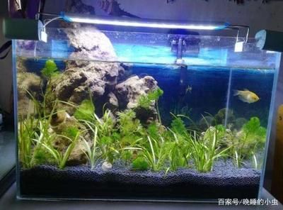 超白魚(yú)缸多少錢(qián)一個(gè)合適的：如何選擇一個(gè)合適的超白魚(yú)缸