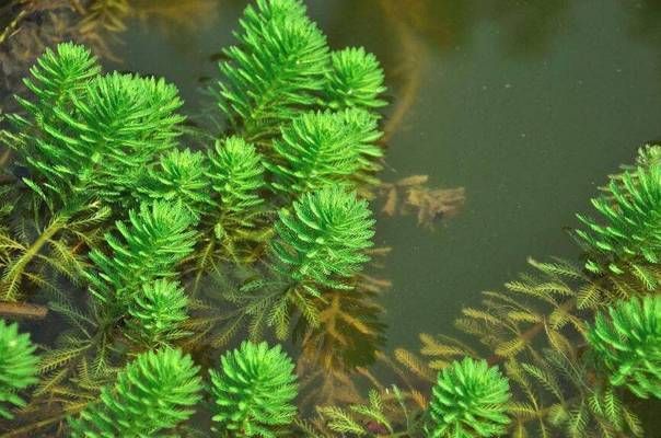 大魚缸養(yǎng)什么水草最好：大魚缸水草選擇適合養(yǎng)金魚的水草 魚缸百科 第2張