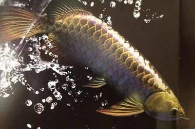 龍魚(yú)沉不下去