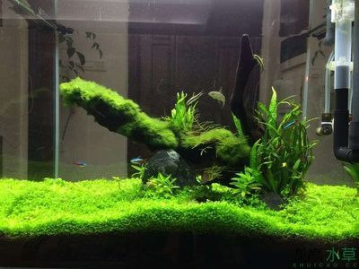 100魚缸造景：100魚缸造景可以選擇夜光石作為裝飾材料 魚缸百科 第1張