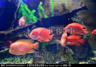 市場(chǎng)上常見(jiàn)的觀賞魚類：市場(chǎng)上常見(jiàn)的觀賞魚類介紹 魚缸百科 第2張