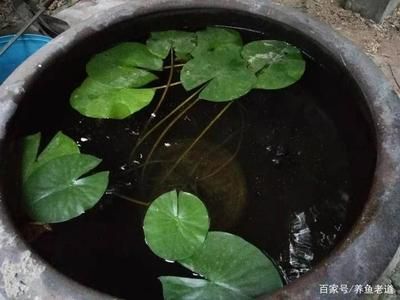 不用清理的魚(yú)缸怎么養(yǎng)魚(yú)：不用清理魚(yú)缸的養(yǎng)魚(yú)方法 魚(yú)缸百科 第2張