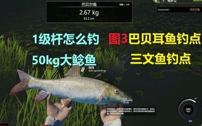 龍魚釣點：《奧比島手游》龍魚的釣點分布情況