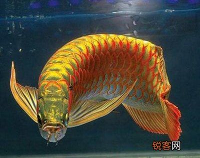 金龍魚怎么區(qū)分過背還是過背的：金龍魚怎么區(qū)分過背還是過背