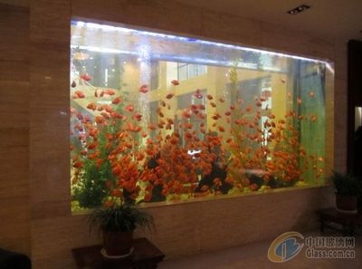 超大型魚缸用什么玻璃比較好：超大型魚缸玻璃厚度選擇指南 魚缸百科 第1張