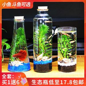 斗魚缸造景大賽視頻播放：斗魚缸造景的藝術(shù)與科學 魚缸百科 第4張