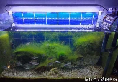 大魚缸改造小魚缸好嗎：大魚缸改造為小魚缸可以降低成本嗎？ 魚缸百科 第1張