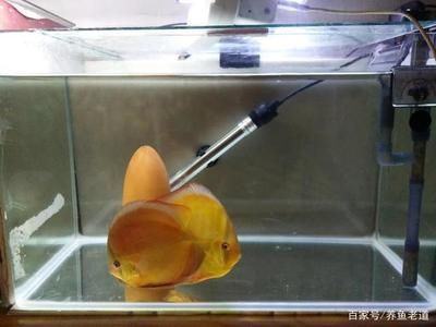 不用加熱的冷水魚缸 魚缸百科 第1張