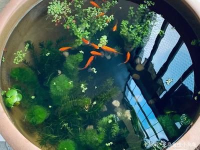 大水缸做魚缸可以嗎：大水缸養(yǎng)魚的技巧 魚缸百科 第1張