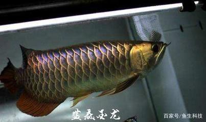 金龍魚養(yǎng)多大能出框：金龍魚的體型成長和鱗框的顯現(xiàn)受到多種因素的影響 龍魚百科