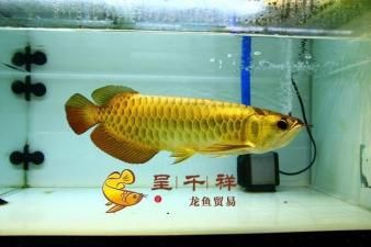 金龍魚血龍魚：金龍魚和血龍魚是兩種不同的觀賞魚，它們在外觀和原產(chǎn)地上有明顯的區(qū)別