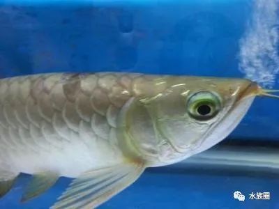 龍魚(yú)眼睛有白色凸起是什么：龍魚(yú)眼睛出現(xiàn)白色凸起是由多種原因引起的，可能是由多種原因引起的