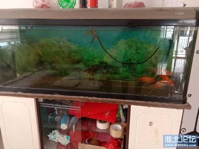 大魚缸換小魚缸好嗎：大魚缸換小魚缸水正確的換水方式對魚缸水正確的換水方式 魚缸百科 第1張