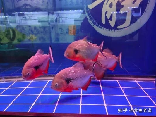 大蘇打魚缸放多少鹽最好：關于魚缸加鹽的最佳實踐 魚缸百科 第4張