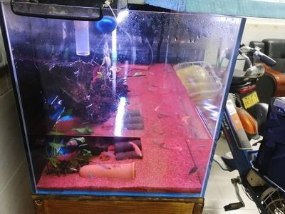 大魚缸無法困水怎么換水：大魚缸換水的正確方法 魚缸百科 第1張