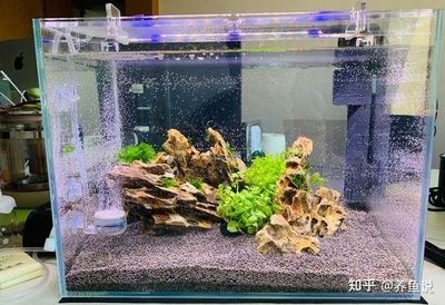 大魚缸無法困水怎么換水：大魚缸換水的正確方法 魚缸百科 第3張