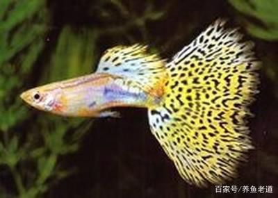 大魚(yú)缸適合養(yǎng)孔雀魚(yú)嗎：大魚(yú)缸養(yǎng)孔雀魚(yú)有哪些優(yōu)點(diǎn)？ 魚(yú)缸百科 第3張