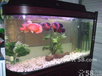 大魚(yú)缸清洗工具怎么用：清洗大魚(yú)缸時(shí)常用的一些工具及其使用方法 魚(yú)缸百科 第4張