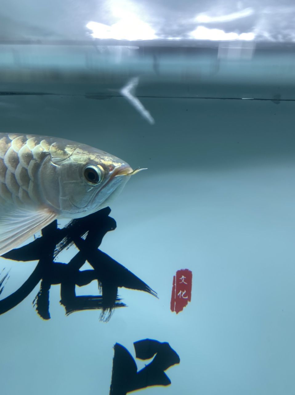 這魚是不是掉眼了：大佬們這魚是不是掉眼了 觀賞魚論壇 第2張