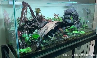 大型魚缸造景簡單：大型魚缸造景的技術(shù) 魚缸百科 第3張