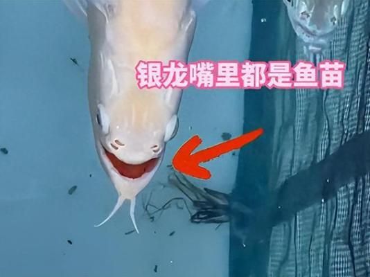 龍魚最高拍賣價：龍魚最高拍賣價,根據(jù)搜索結(jié)果，龍魚拍賣價并沒有一個確切的數(shù)字