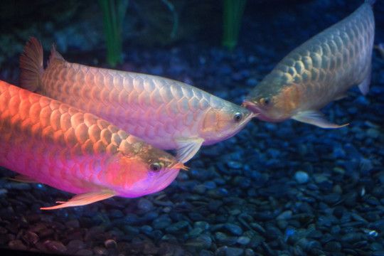 紅尾金龍魚什么時(shí)候變色最好：紅尾金龍魚什么時(shí)候變色最好紅尾金龍魚什么時(shí)候變色最好 龍魚百科 第3張