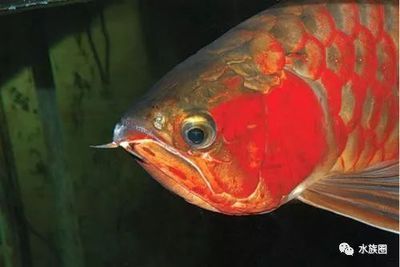 龍魚(yú)眼睛有白毛正常嗎怎么治療：龍魚(yú)眼睛出現(xiàn)白毛正常嗎怎么治療 龍魚(yú)百科 第3張