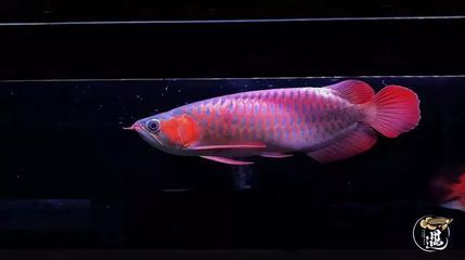 龍魚沉頭會不會死：龍魚沉頭會導(dǎo)致死亡嗎 龍魚百科 第2張