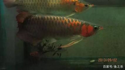 龍魚沉頭會不會死：龍魚沉頭會導(dǎo)致死亡嗎 龍魚百科 第3張