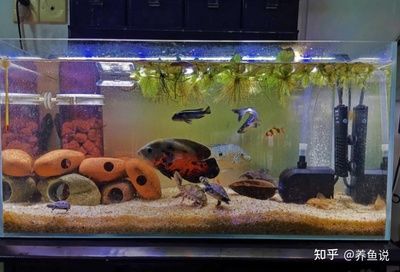 1.2米魚缸用多少鹽：1.2米魚缸用多少鹽，添加鹽的目的是為了改變滲透壓 魚缸百科 第3張