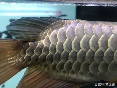 龍魚a過和b過區(qū)別：a過金龍魚和b過金龍魚在血統(tǒng)、外觀表現(xiàn)以及價(jià)格區(qū)別 龍魚百科 第1張