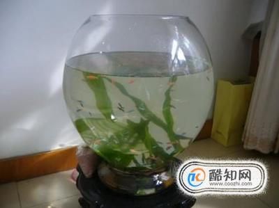 大魚缸每次換水直接換自來水可以嗎：大魚缸每次換水不應(yīng)該直接使用自來水，換水注意事項(xiàng)