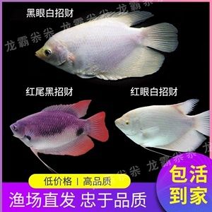 龍魚眼上有白色的點(diǎn)點(diǎn)是什么：龍魚眼上有白點(diǎn)是什么原因引起的，龍魚眼上的白點(diǎn)可能是什么 龍魚百科 第3張