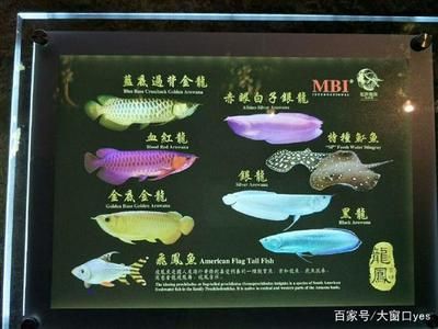 龍魚眼上有白色的點(diǎn)點(diǎn)是什么：龍魚眼上有白點(diǎn)是什么原因引起的，龍魚眼上的白點(diǎn)可能是什么 龍魚百科 第2張