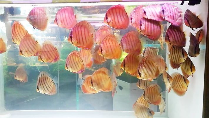 大魚水族魚缸養(yǎng)什么魚最好呢：什么樣的魚適合在大魚缸中養(yǎng)殖 魚缸百科 第1張