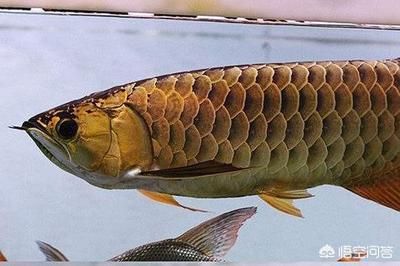 龍魚吃飽后臥在缸底：為什么龍魚吃飽后臥在缸底 龍魚百科 第1張