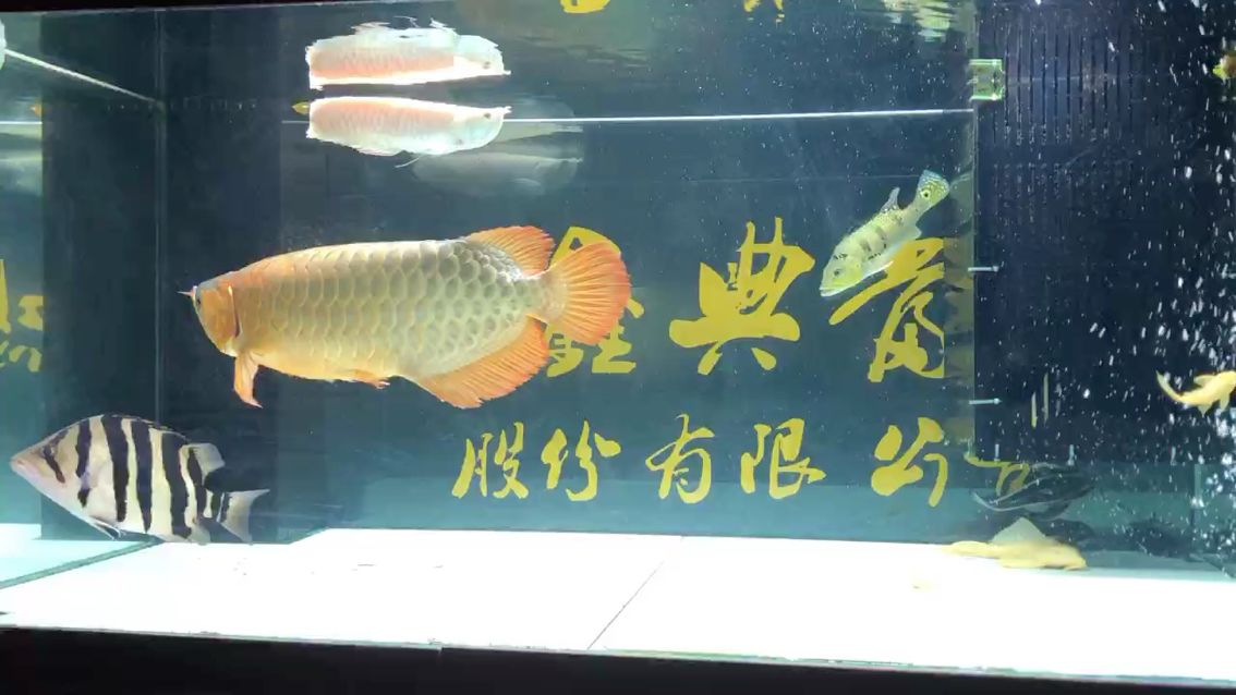 滿缸游的虎魚配70左右的大紅龍就是漂亮[ciya][ciya][ciya]：滿缸游的虎魚配70左右的大紅龍 觀賞魚論壇