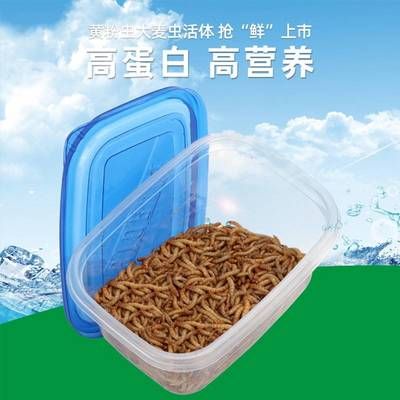 金龍魚吃大麥蟲好嗎怎么喂：金龍魚吃大麥蟲好嗎 龍魚百科 第3張