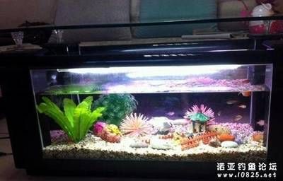 鳊魚放魚缸里能養(yǎng)活么：鳊魚可以在魚缸中養(yǎng)活嗎？ 魚缸百科 第4張