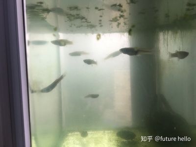 鳊魚放魚缸里能養(yǎng)活么：鳊魚可以在魚缸中養(yǎng)活嗎？ 魚缸百科 第1張