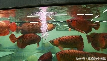 紅龍魚怎么混養(yǎng)才漂亮：紅龍魚混養(yǎng)的技巧