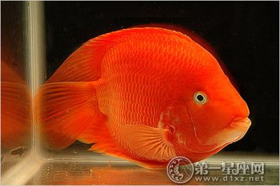 白底白背景魚(yú)缸可以養(yǎng)財(cái)神魚(yú)嗎？：在白底白背景的魚(yú)缸中養(yǎng)財(cái)神魚(yú)的情況 魚(yú)缸百科 第3張