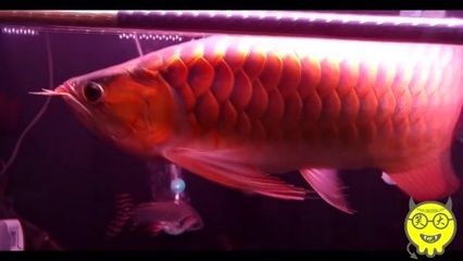 紅龍魚是熱帶魚嗎：紅龍魚不僅是熱帶魚，還具有極高的觀賞價值和文化意義 龍魚百科 第3張