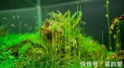 大魚(yú)缸水草：水草在大魚(yú)缸中的作用 魚(yú)缸百科 第1張