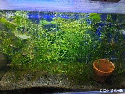 大魚(yú)缸水草：水草在大魚(yú)缸中的作用 魚(yú)缸百科 第3張