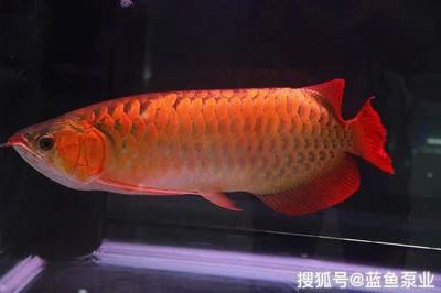 龍魚(yú)的飼養(yǎng)與觀賞作文400字左右：龍魚(yú)的飼養(yǎng)與觀賞 龍魚(yú)百科 第1張