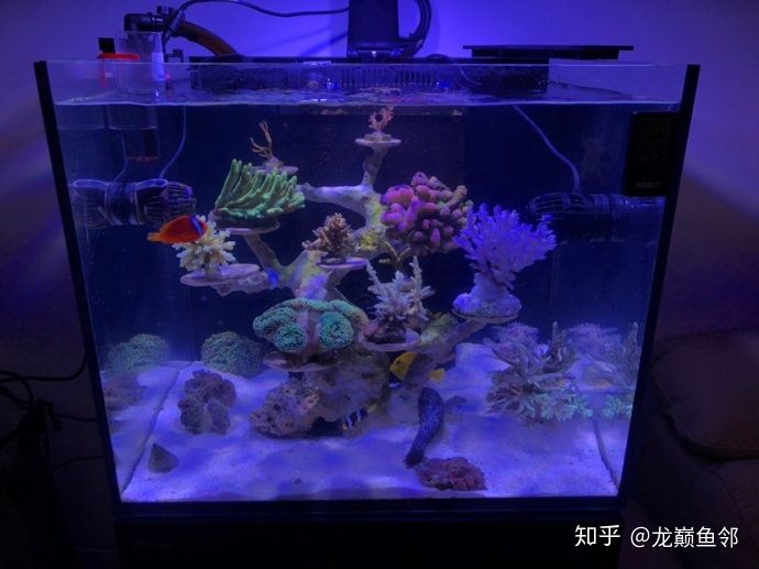 玻璃魚缸和亞克力魚缸哪個(gè)容易臟：玻璃魚缸和亞克力魚缸哪個(gè)更容易臟 魚缸百科 第1張