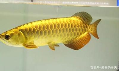 金龍魚(yú)是馬來(lái)西亞的嗎是什么魚(yú)：金龍魚(yú)并不是特指某一種魚(yú)，而是對(duì)幾種不同種類(lèi)的龍魚(yú)的通用稱(chēng)呼