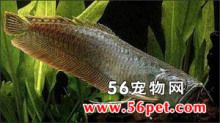 龍魚常見品種飼養(yǎng)與現(xiàn)狀研究：龍魚常見品種飼養(yǎng)與現(xiàn)狀 龍魚百科 第3張